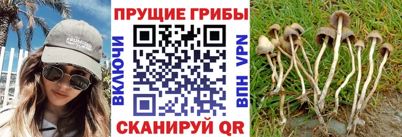 купить  сайты  Вилючинск  Псилоцибиновые грибы Magic Shrooms 